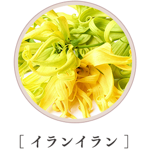 シア＆ククイ オンラインショップ限定スペシャルセット | Laline