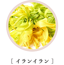 ［ イランイラン ］